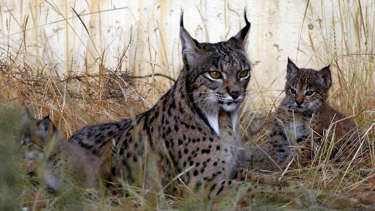 Lince ibérico en una imagen de archivo.