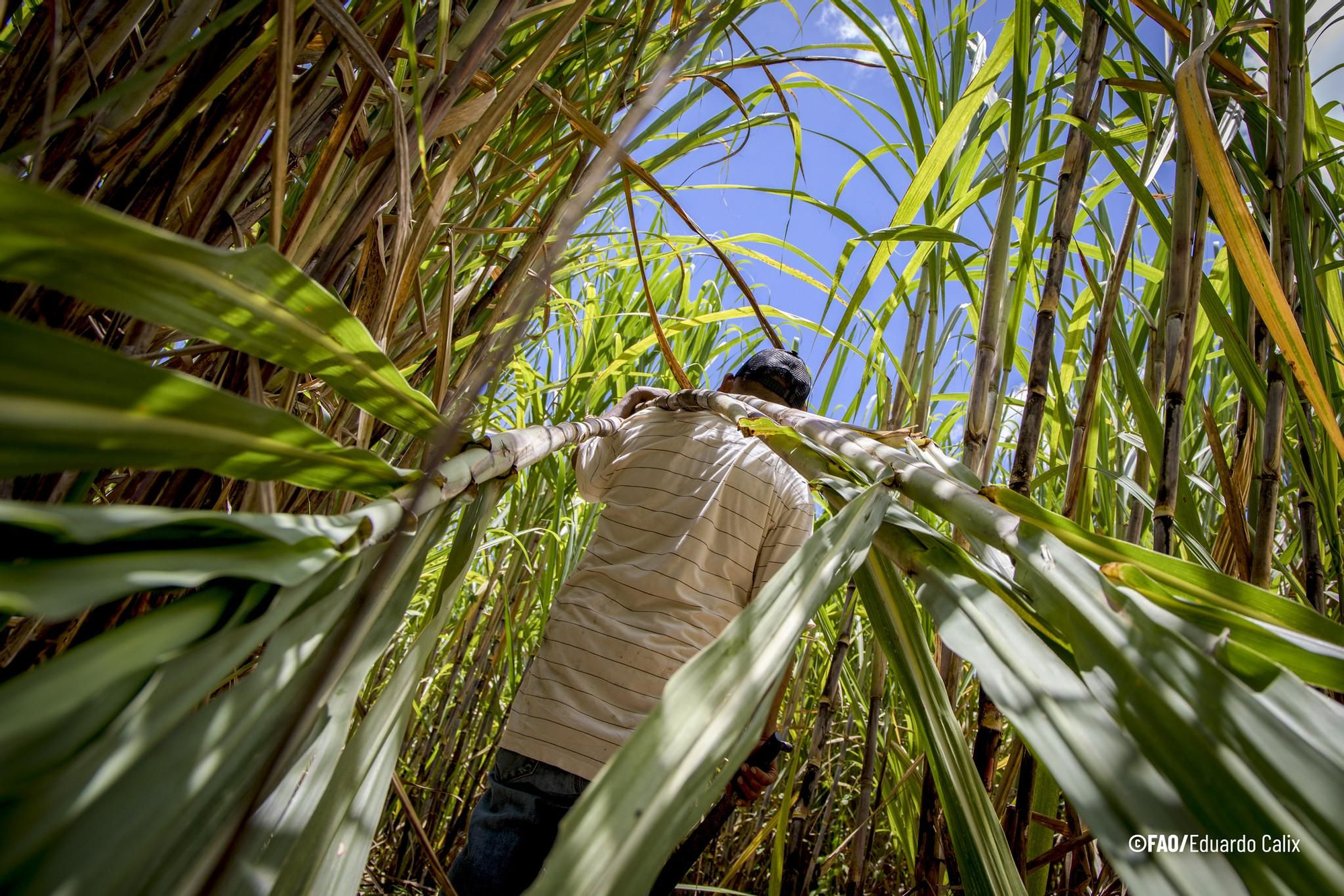 La desertificación y la sequía impactan directamente en la alimentación y economía de las regiones más vulnerables. Foto: José Hernández/FAO