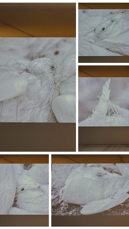 Collage de fotogramas de 'El origen de la nada', vídeo de Pilar Albarracín exhibido  en la Bienal de Arte de Pontevedra. 