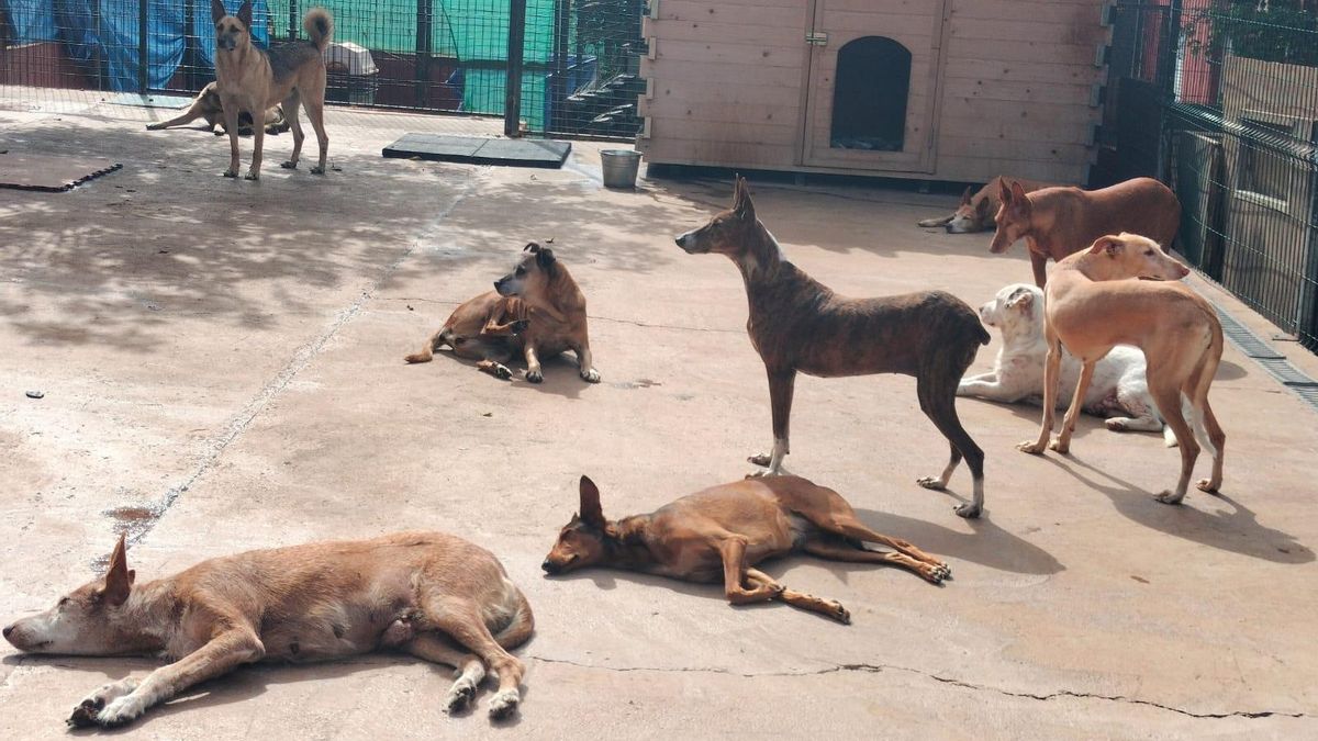 Nuevo SOS de la protectora de perros de Ravelo, ahogada en lo económico y con amenaza de cierre pese a su convenio con el Cabildo