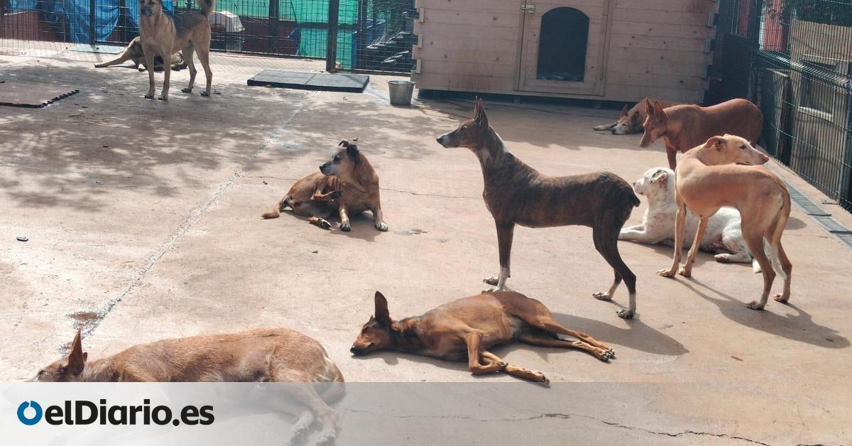 La protectora de Ravelo vuelve a pedir ayuda, ahogada por las deudas y pendiente del Cabildo de Tenerife