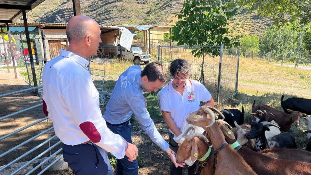 Rebaños de fuego en La Rioja para reducir el riesgo de incendios, crear empleo e impulsar la elaboración quesos con denominación de origen