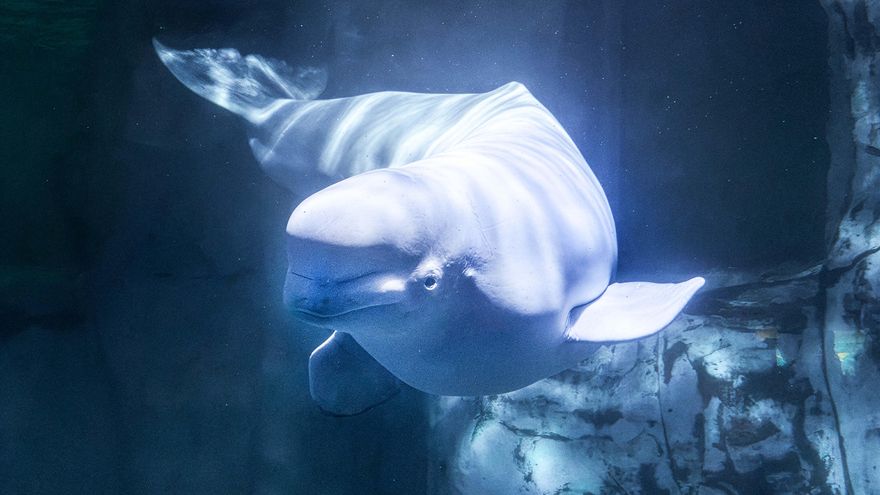 Muere de forma repentina en el Oceanogràfic de València una de las belugas rescatadas de Canadá