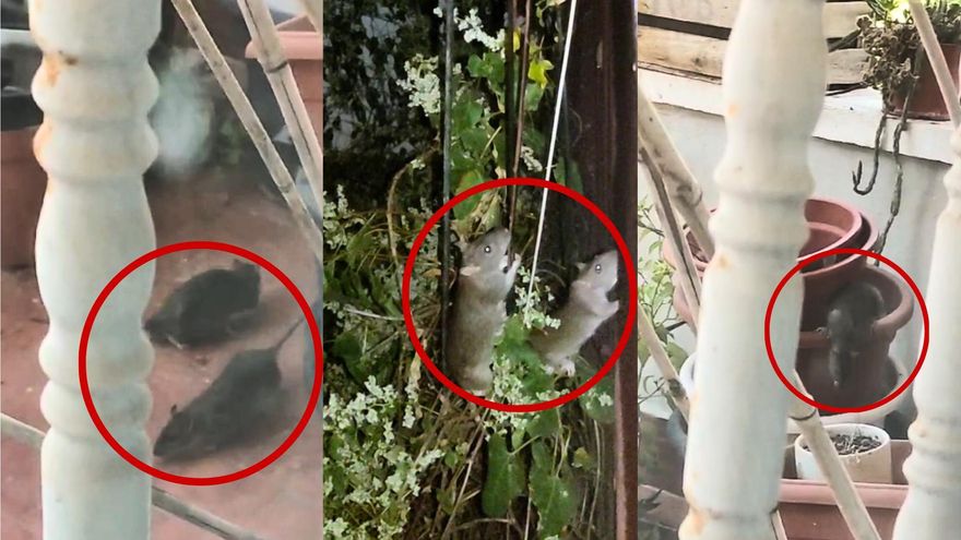 Vecinos de Puente de Vallecas denuncian plaga de ratas en un parque cerca de sus casas: "Llegaron a entrar en mi salón"