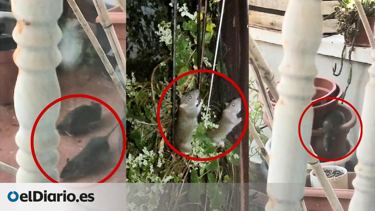 Vecinos de Puente de Vallecas denuncian plaga de ratas en un parque ...