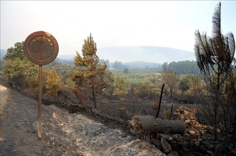 Terreno arrasado por el fuegi en la Sierra de Gata, en Hoyos (Cáceres). A lo largo de la mañana de este sábado se han incorporado a las tareas de extinción nuevos efectivos del Ministerio de Medio Ambiente, que tiene ya 16 medios aéreos trabajando en la zona, la Unidad Militar de Emergencia (UME), de las administraciones autonómicas de Andalucía y Castilla y León, de Portugal y de la Diputación de Badajoz. / EFE.