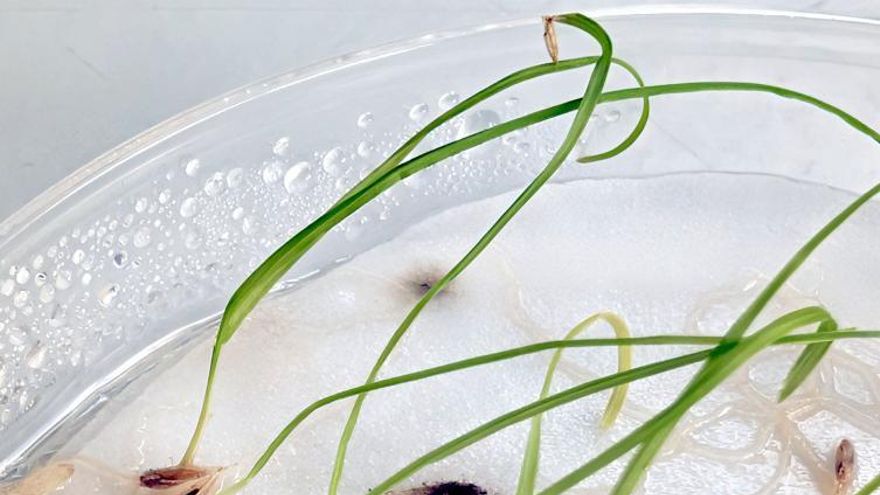 Un estudio de la Universidad de Oviedo revela que las semillas “eligen” cuándo germinar para sobrevivir