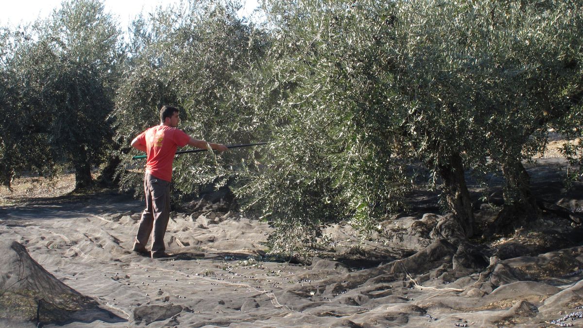 Un trabajador vareando olivos