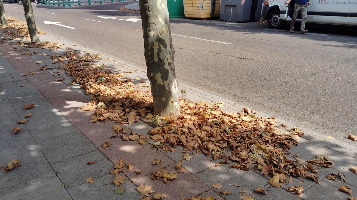 Montones de hojas en agosto en la avenida de Reyes Leoneses.