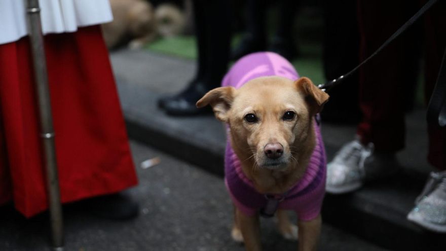 San Antón 2026 en Madrid: fechas, pregón y programa de actividades completo por la fiesta de los animales