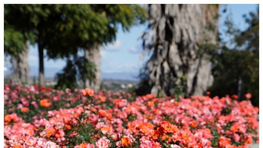 Flores contra misiles: una investigadora crea en València una variedad de rosa para luchar contra las armas nucleares
