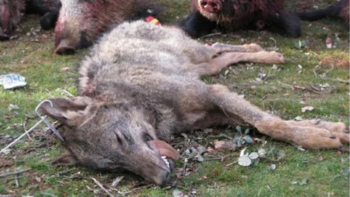 Un lobo muerto junto a varios jabalíes durante una partida de caza