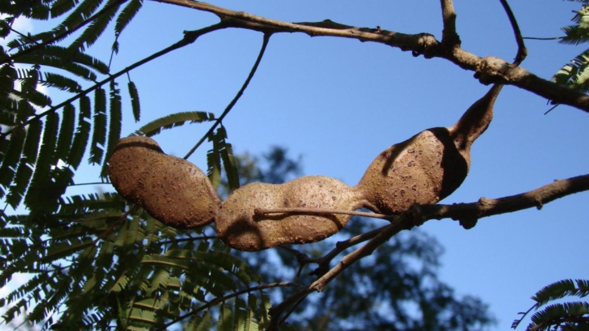 Esta civilización recurrió a esta bebida especial para evitar enfrentamientos