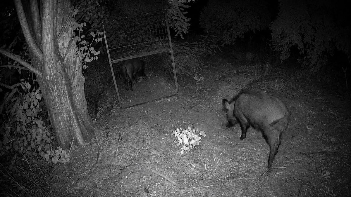 La Generalitat captura más de 5.000 jabalís en un plan junto a cazadores para controlar la sobrepoblación y la peste porcina