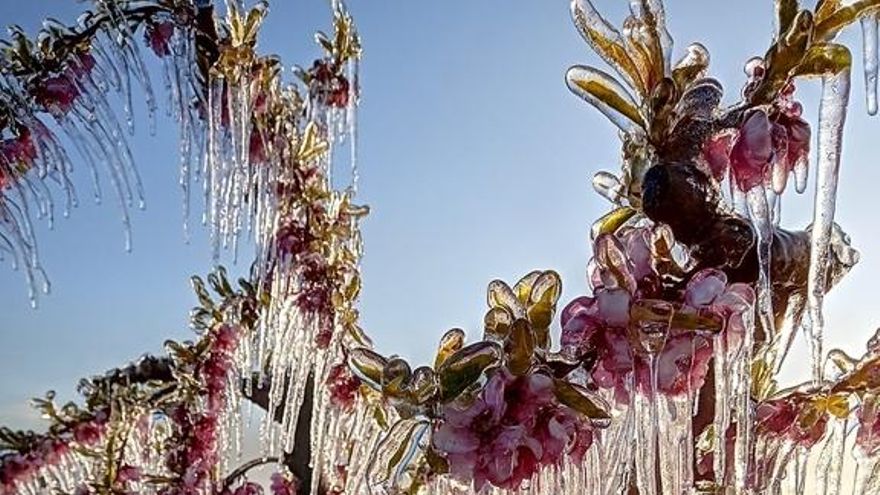 Filomena y las heladas de marzo merman la cosecha de almendra que será un 48,7% inferior a la pasada