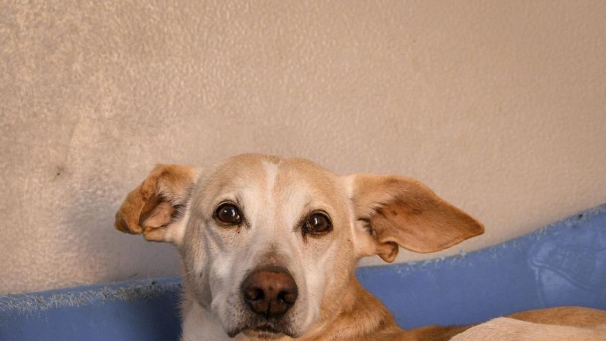 Travolta quiere perder el miedo: el perro al que maltrataron desde pequeño y que ahora busca un hogar