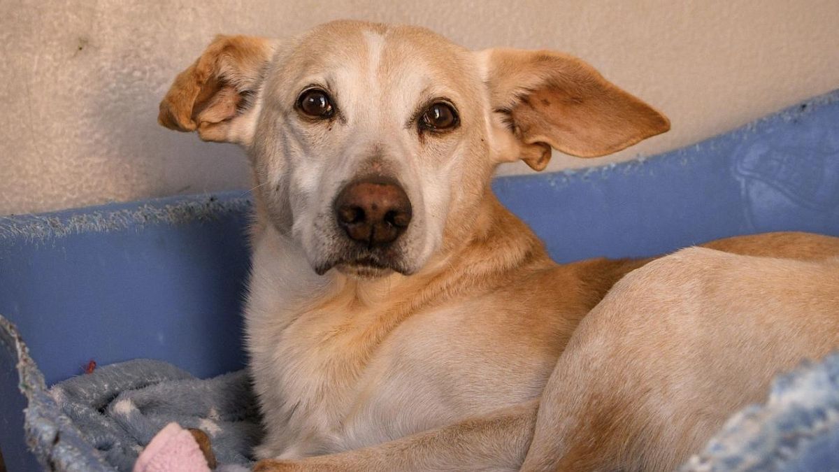 Travolta quiere perder el miedo: el perro al que maltrataron desde pequeño y que ahora busca un hogar