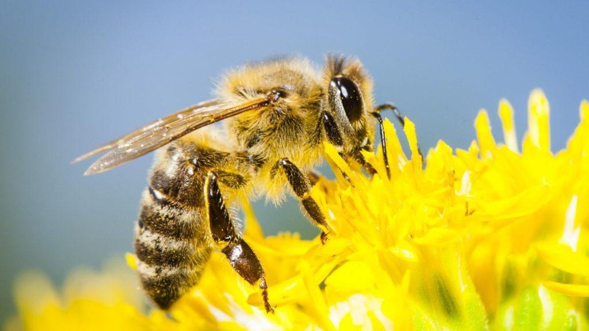 Día Mundial de las Abejas: ¿por qué se celebra el 20 de mayo?