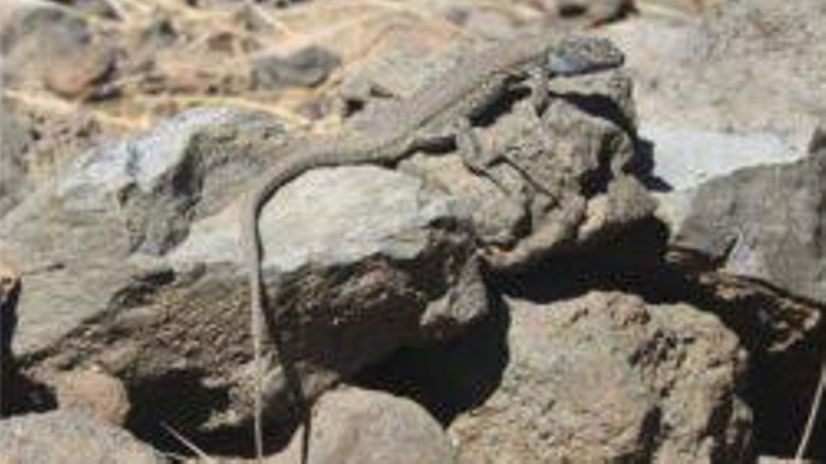 Charla divulgativa sobre el impacto de los incendios forestales en el lagarto tizón
