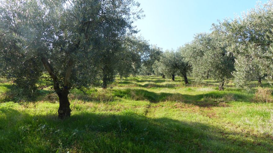 Castilla-La Mancha se convierte en la segunda región en superficie de olivo del mundo tras un nuevo aumento