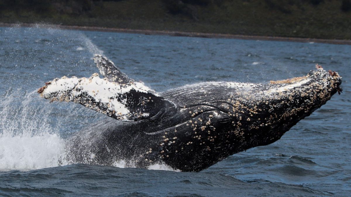 Argentina: las ballenas jorobadas regresaron al Canal Beagle en busca de alimento