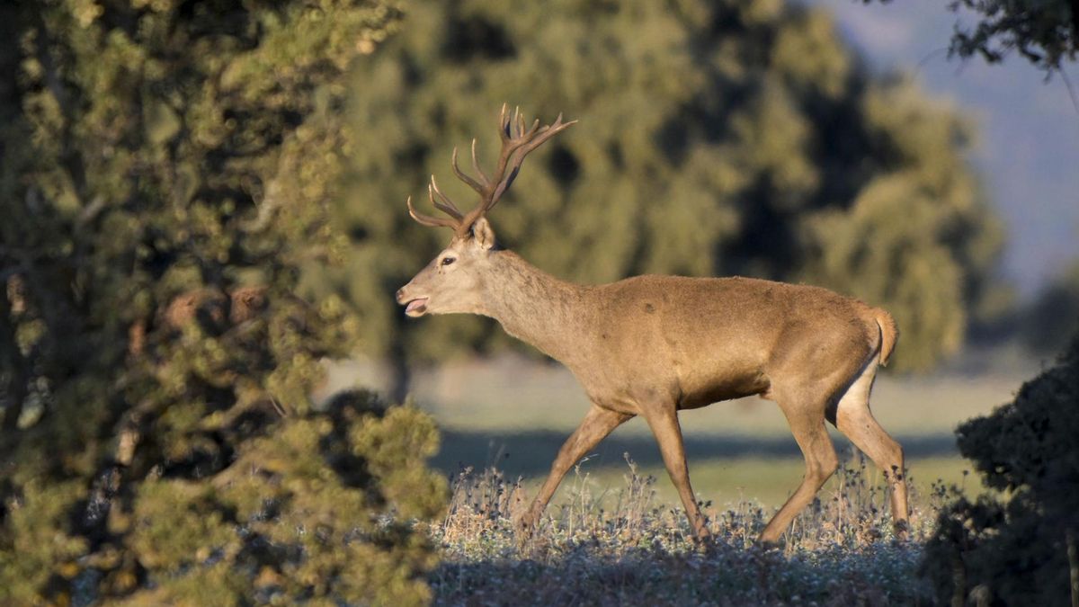 La UE recomienda abordar la sobrepoblación de vida silvestre en Cabañeros con enfoque científico
