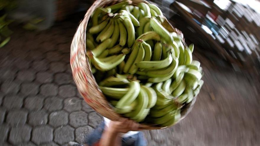 El hongo se encuentra ya, además de Colombia, en Indonesia, Malasia, Filipinas, China, Norte de Australia e India, Pakistán, Jordania, Israel, Líbano y Mozambique y ha destruido en esos países unas 100.000 hectáreas de cultivos de banano.