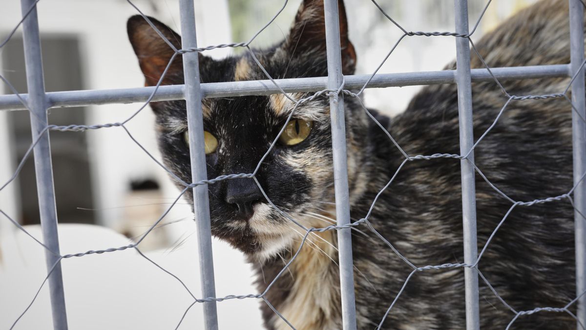 La gata que vino del mar