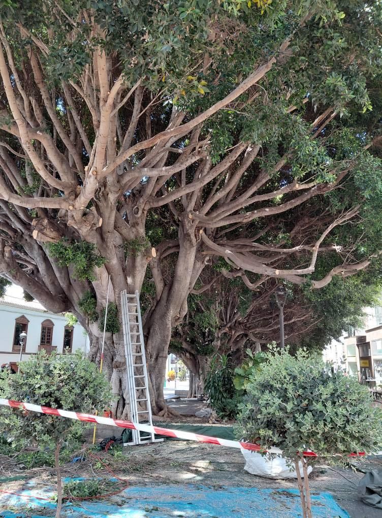 Especialistas realizan tratamiento a los Laureles de Indias de la Plaza de España de Los Llanos de Aridane. Foto: MVH.