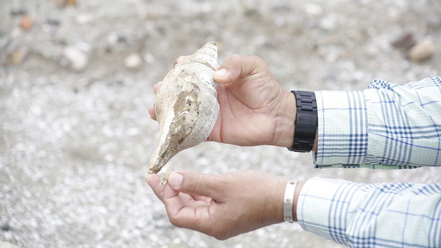 Imagen de archivo de una caracola sostenida por un hombre en la playa.