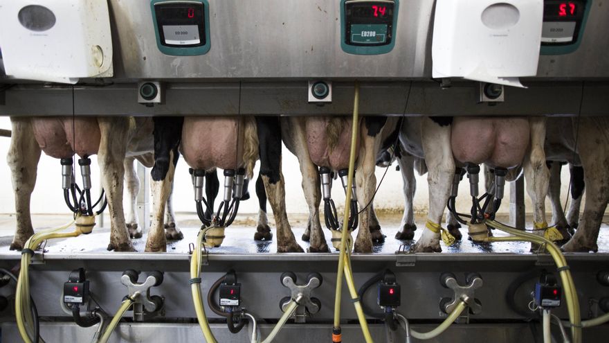Castilla-La Mancha constituye la Mesa del Sector Lechero para potenciar la competitividad de la ganadería de leche