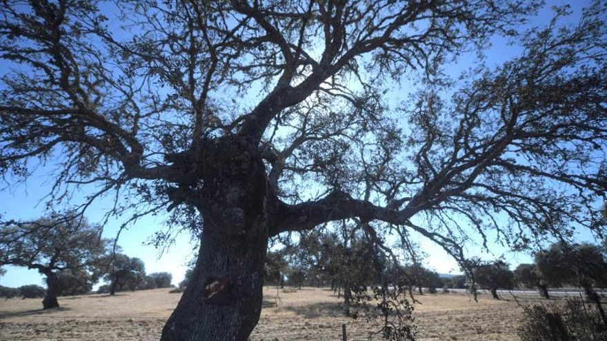 La burocracia ahoga al medio rural: la Junta de Andalucía solo asigna el 0,8% de lo presupuestado para prevención de incendios