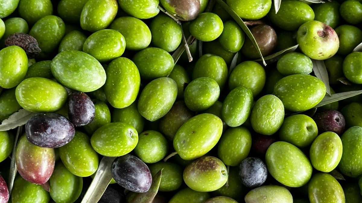 Alerta sanitaria por la presencia de E.coli en aceitunas procedentes de España
