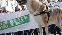 Unas 3.000 personas piden unificar las normativas en defensa del lobo ibérico