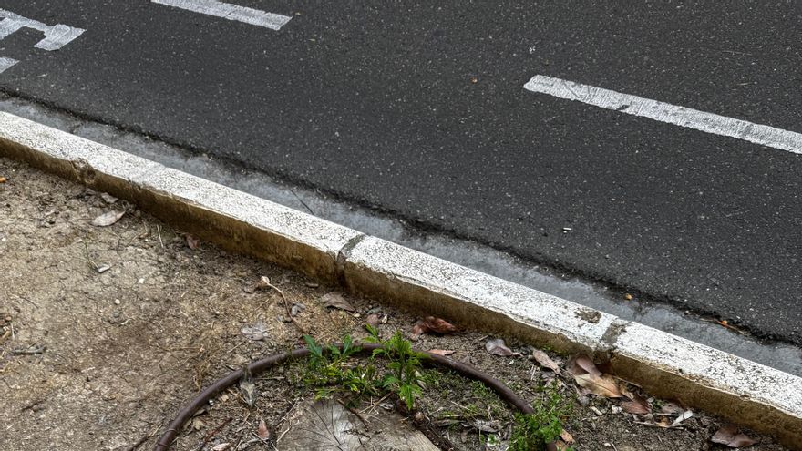 La pérdida de arbolado en Zaragoza se concentra también en los parques: 4.000 árboles menos desde 2022
