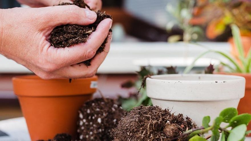 También podemos usar los posos cuando hacemos un trasplante, mezclándolos con el sustrato