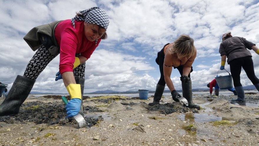 Los datos confirman el desplome del marisco en la ría de Arousa, una de las principales zonas de cría del mundo