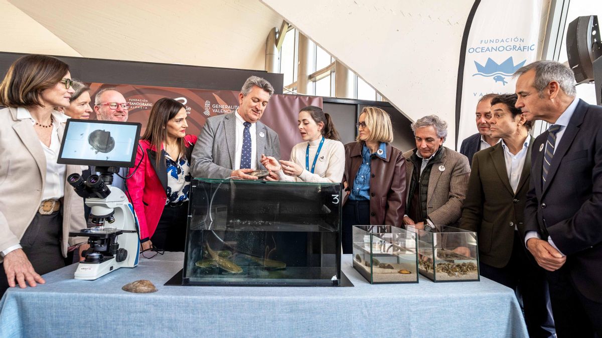 El petxinot, el molusco capaz de filtrar 50 litros de agua al día que es clave para la conservación del ecosistema de l'Albufera