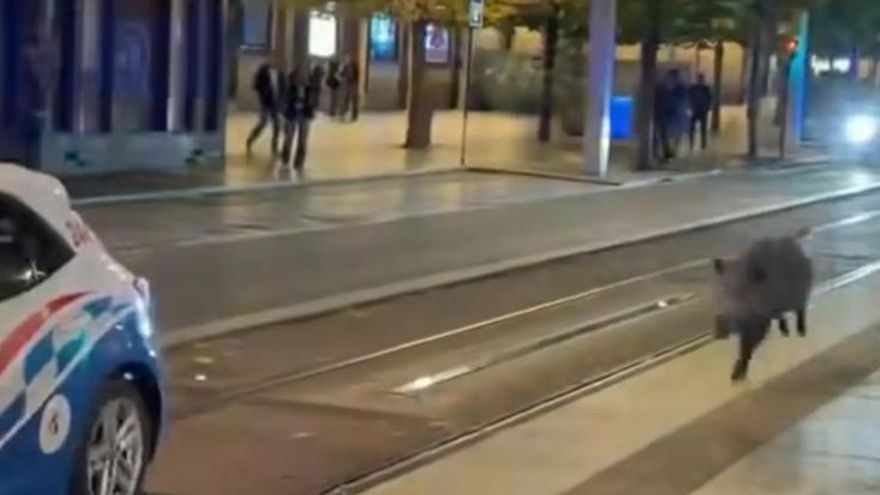 Denuncian la muerte por particulares del jabalí que recorrió el centro de Zaragoza y entró en un bar de madrugada