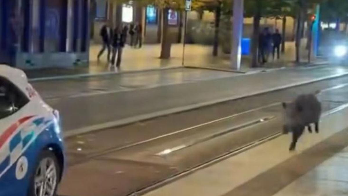 Denuncian la muerte por particulares del jabalí que recorrió el centro de Zaragoza y entró en un bar de madrugada