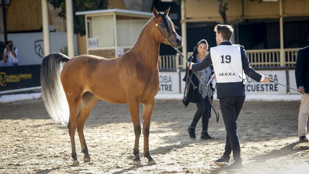 Campeonato Nacional de Caballos Árabes