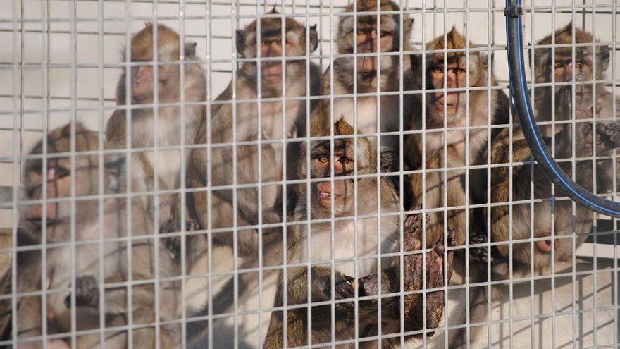 CITES, mafias y tráfico de macacos en Tarragona