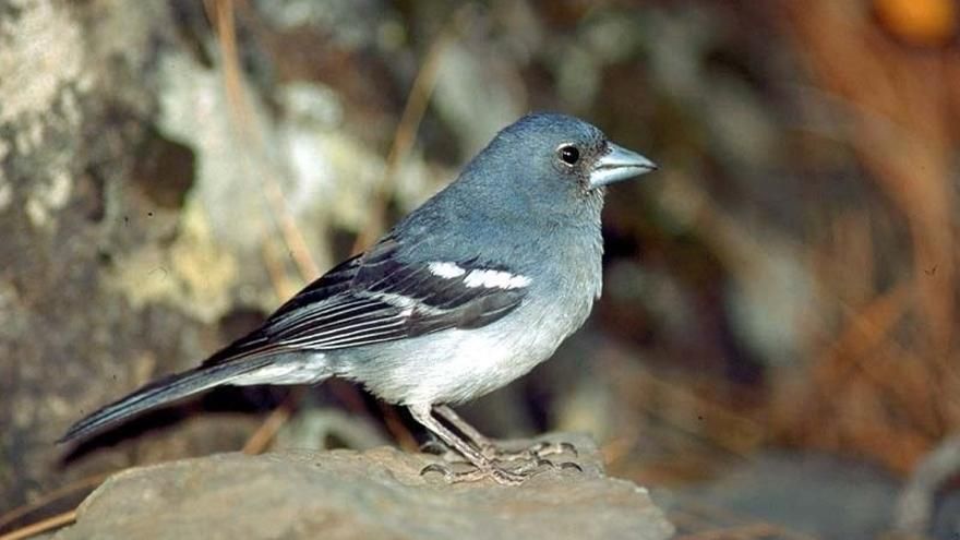 Pinzón azul de Gran Canaria