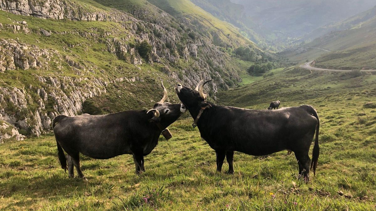 Dos vacas tudanca.
