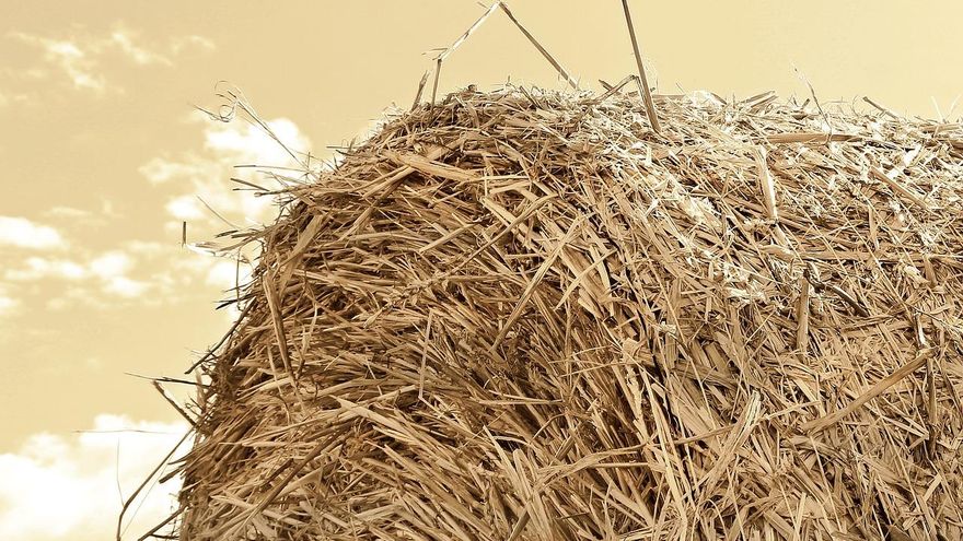 La escasez y el elevado coste de la paja pone contra las cuerdas al sector del champiñón y otros hongos comestibles