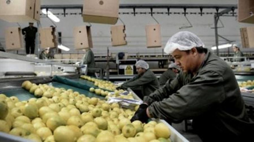 La guerra amenaza las exportaciones de limones del noroeste argentino a Rusia y Ucrania