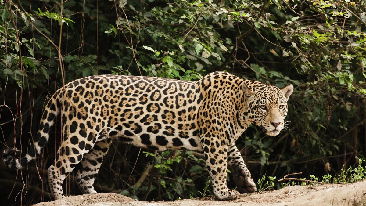 Día Mundial de la Conservación del Jaguar: ¿por qué se celebra el 29 de noviembre?