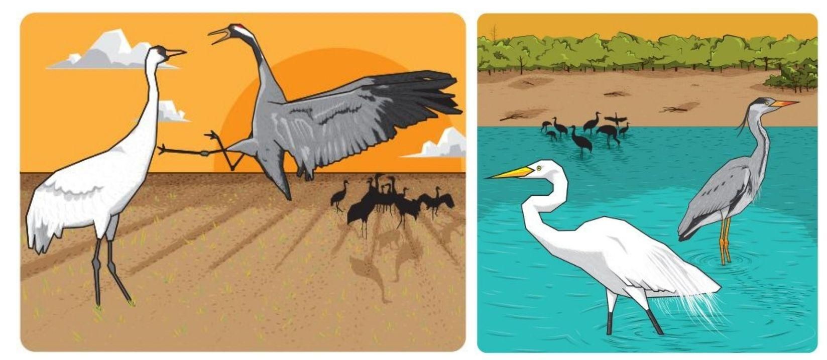 Ilustraciones de Luis Miguel Brandineras