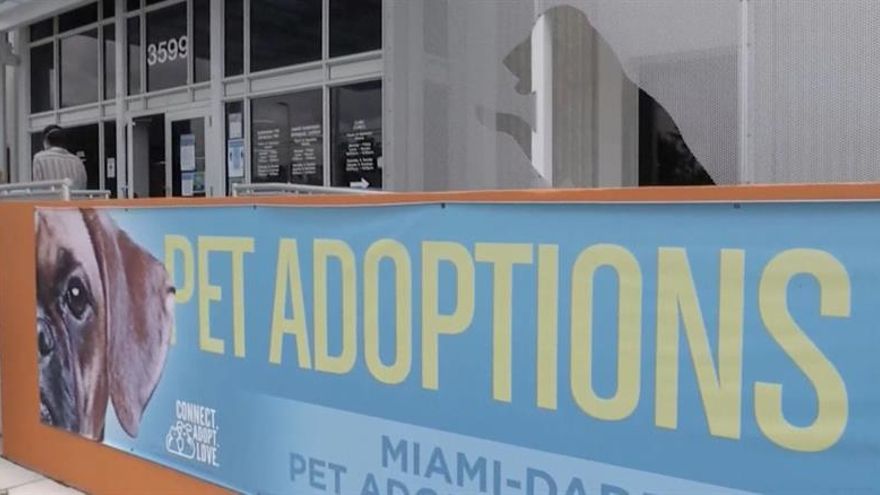 La mayoría de los perros y gatos para adopción en Miami (EE.UU.) abandonaron las jaulas y ahora son parte de las familias en cuarentena por la COVID-19 y los acompañantes perfectos para las pocas actividades que se pueden hacer al aire libre.