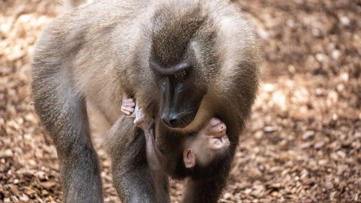 La cría de dril, colgado de su madre.